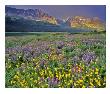 Meadow Of Wildflowers In The Many Glacier Valley Of Glacier National Park, Montana, Usa by Chuck Haney Limited Edition Pricing Art Print