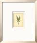 Ferns by Edward Lowe Limited Edition Print