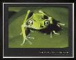 Maki Frog by Konrad Wothe Limited Edition Pricing Art Print