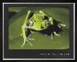 Maki Frog by Konrad Wothe Limited Edition Print