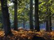 Autumn On Rhinefield Ornamental Drive, New Forest National Park, Hampshire, England by Adam Burton Limited Edition Print