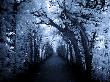 Tree Tunnel In Blue Hue by Ilona Wellmann Limited Edition Pricing Art Print