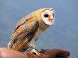Barn Owl Perched On Persons Arm by Ilona Wellmann Limited Edition Pricing Art Print