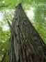 Shagbark Hickory Tree Stands In Dick Cove by Stephen Alvarez Limited Edition Pricing Art Print