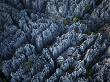 Limestone Pinnacles Rise In Western Madagascar by Stephen Alvarez Limited Edition Print