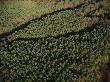 Aerial View Of Pine Forest On The Cumberland Plateau by Stephen Alvarez Limited Edition Print