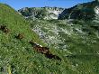 Farmera?S Horses Graze In The Ortobalagan Valley by Stephen Alvarez Limited Edition Print