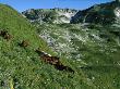 Farmerâª?S Horses Graze In The Ortobalagan Valley by Stephen Alvarez Limited Edition Print