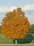 Maple Tree Turns Orange In Fall by Stephen Alvarez Limited Edition Pricing Art Print