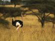 Male Ostrich On Africa's Grasslands by Tim Laman Limited Edition Print