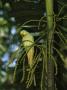 Alexandrine Parrot Perched On A Bloom Stem by Tim Laman Limited Edition Pricing Art Print