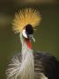 Captive Gray Crowned Crane, Balearica Regulorum by Tim Laman Limited Edition Print