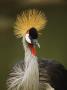 Captive Gray Crowned Crane, Balearica Regulorum by Tim Laman Limited Edition Pricing Art Print