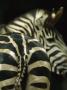 View Of A Zebra, Seen From Behind by Tim Laman Limited Edition Print