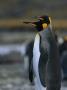 Pair Of King Penguins Stand On Pebbled Ground In A Rookery by Tom Murphy Limited Edition Print