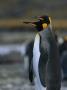 Pair Of King Penguins Stand On Pebbled Ground In A Rookery by Tom Murphy Limited Edition Pricing Art Print