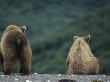 Bear Cubs Seen From The Rear by Tom Murphy Limited Edition Print