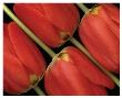 Tulips Iii by Danny Burk Limited Edition Print