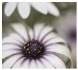 Silver Daisy Ii by Karin Connolly Limited Edition Print