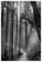 Woodland Path by Harold Davis Limited Edition Pricing Art Print