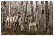 Birchwood Family by Steve Hunziker Limited Edition Pricing Art Print