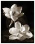 Magnolia Ii by Dan Magus Limited Edition Pricing Art Print