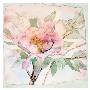 Peony by Sharon Pitts Limited Edition Pricing Art Print