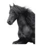 Friesian by Melanie Snowhite Limited Edition Pricing Art Print