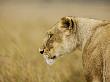 Profile Of Lioness In The Masai Mara, Kenya by Scott Stulberg Limited Edition Pricing Art Print