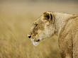 Profile Of Lioness In The Masai Mara, Kenya by Scott Stulberg Limited Edition Print