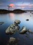 Lone Tree Stands Isolated At Lochan Nah-Achlaise In Rannoch Moor, Highlands, Scotland, Uk by Adam Burton Limited Edition Print