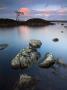 Lone Tree Stands Isolated At Lochan Nah-Achlaise In Rannoch Moor, Highlands, Scotland, Uk by Adam Burton Limited Edition Print