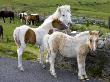 Dartmoor Ponies And Foals, Dartmoor National Park, Devon, England, United Kingdom, Europe by Adam Burton Limited Edition Print
