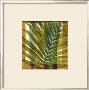 Seaside Palms Ii by Jennifer Goldberger Limited Edition Print