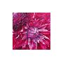 Fabulous Pink Dahlias by Sarah Caswell Limited Edition Print