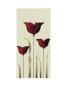 Tulips Iii by Nicola Evans Limited Edition Print