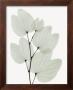 Orchid Tree by Albert Koetsier Limited Edition Pricing Art Print