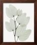 Orchid Tree by Albert Koetsier Limited Edition Print