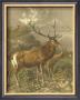Small Red Deer by Friedrich Specht Limited Edition Pricing Art Print