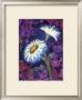 Daisy by Marcella Rose Limited Edition Print