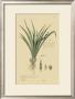 Tropical Grasses Iii by A. Descubes Limited Edition Print