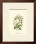 Summer Garden V by Anne Pratt Limited Edition Pricing Art Print
