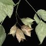 Bladder Nut (Stephylia) Branch, Pods Are Camouflaged As The Same Shape As The Leaf by Jose Iselin Limited Edition Print
