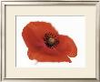 Poppy by Cedric Porchez Limited Edition Print