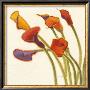 Callas In The Wind Ii by Shirley Novak Limited Edition Print
