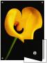 A Yellow Lily With An Arrow As The Stigma by A.K.A Limited Edition Pricing Art Print