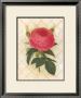 Trellis Rose Ii by Susan Davies Limited Edition Print