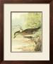 Woodduck Female by Ridgway Limited Edition Print