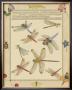 Dragonfly Manuscript Iv by Jaggu Prasad Limited Edition Print