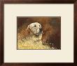 Golden Labrador by Richard Britton Limited Edition Print
